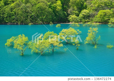 樹森湖沉沒森林 136472274