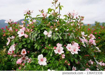 Sakaki Chikuma River Rose Park in Sakaki Town, Nagano Prefecture, is a beautiful rose park located on the banks of the Chikuma River, surrounded by mountains. 136472336