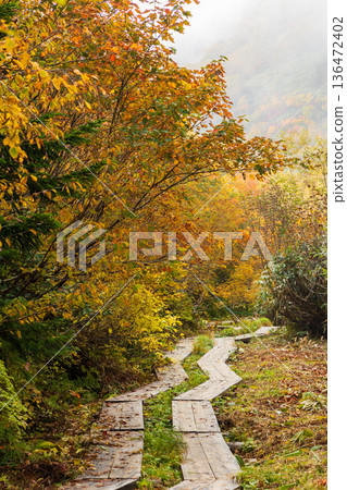 長野縣小谷村的秋天,櫂池高原紅葉,櫂池自然公園 長野縣小谷村的秋天,櫂池高原紅葉,櫂池自然公園 136472402
