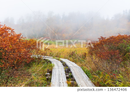 長野縣小谷村的秋天,櫂池高原紅葉,櫂池自然公園 長野縣小谷村的秋天,櫂池高原紅葉,櫂池自然公園 136472406