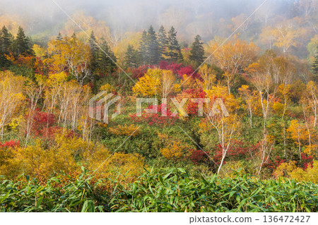 長野縣小谷村的秋天,櫂池高原紅葉,櫂池自然公園 長野縣小谷村的秋天,櫂池高原紅葉,櫂池自然公園 136472427