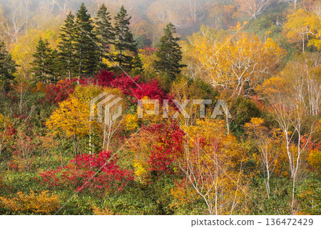 長野縣小谷村的秋天,櫂池高原紅葉,櫂池自然公園 長野縣小谷村的秋天,櫂池高原紅葉,櫂池自然公園 136472429