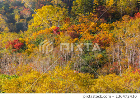 長野縣小谷村的秋天,櫂池高原紅葉,櫂池自然公園 長野縣小谷村的秋天,櫂池高原紅葉,櫂池自然公園 136472430