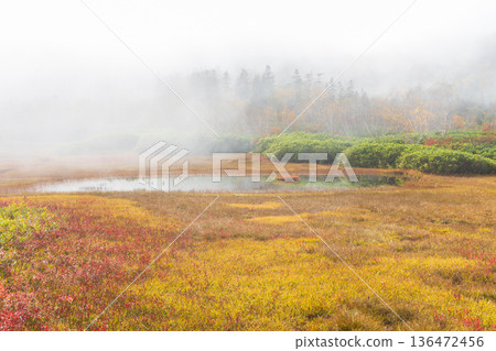 長野縣小谷村的秋天,櫂池高原紅葉,櫂池自然公園 長野縣小谷村的秋天,櫂池高原紅葉,櫂池自然公園 136472456