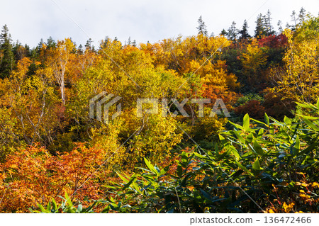 Autumn in Otari Village, Nagano Prefecture - Autumn leaves at Tsugaike Highland - Tsugaike Nature Park Autumn in Otari Village, Nagano Prefecture - Autumn leaves at Tsugaike Highland - Tsugaike Nature Park 136472466