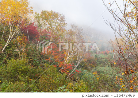 長野縣小谷村的秋天,櫂池高原紅葉,櫂池自然公園 長野縣小谷村的秋天,櫂池高原紅葉,櫂池自然公園 136472469
