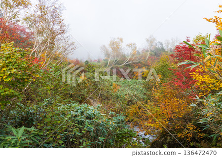 長野縣小谷村的秋天,櫂池高原紅葉,櫂池自然公園 長野縣小谷村的秋天,櫂池高原紅葉,櫂池自然公園 136472470