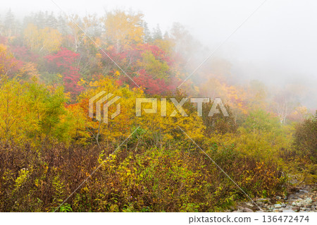 長野縣小谷村的秋天,櫂池高原紅葉,櫂池自然公園 長野縣小谷村的秋天,櫂池高原紅葉,櫂池自然公園 136472474