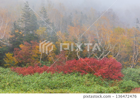 Autumn in Otari Village, Nagano Prefecture - Autumn leaves at Tsugaike Highland - Tsugaike Nature Park 136472476