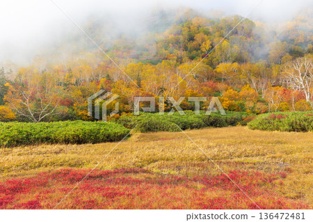 長野縣小谷村的秋天,櫂池高原紅葉,櫂池自然公園 長野縣小谷村的秋天,櫂池高原紅葉,櫂池自然公園 136472481