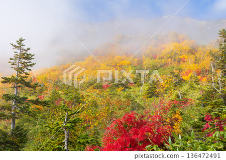 長野縣小谷村的秋天，櫂池高原紅葉，櫂池自然公園 136472491