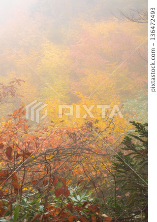 長野縣小谷村的秋天，櫂池高原紅葉，櫂池自然公園 136472493