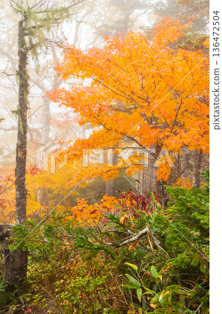 Autumn in Otari Village, Nagano Prefecture - Autumn leaves at Tsugaike Highland - Tsugaike Nature Park Autumn in Otari Village, Nagano Prefecture - Autumn leaves at Tsugaike Highland - Tsugaike Nature Park 136472504
