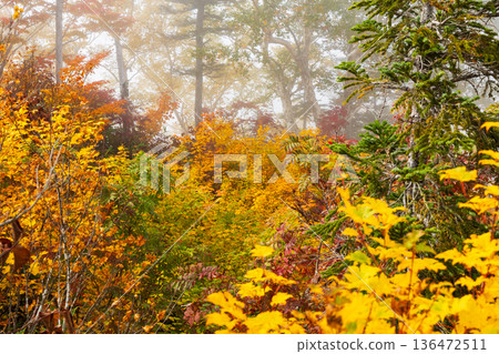 長野縣小谷村的秋天,櫂池高原紅葉,櫂池自然公園 長野縣小谷村的秋天,櫂池高原紅葉,櫂池自然公園 136472511