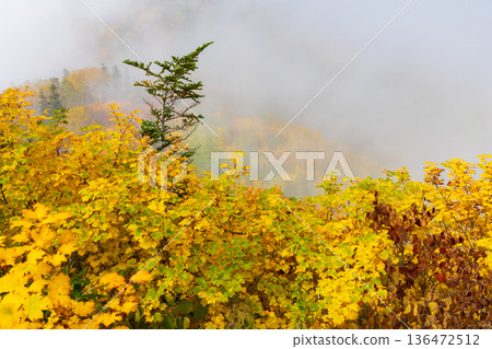 Autumn in Otari Village, Nagano Prefecture - Autumn leaves at Tsugaike Highland - Tsugaike Nature Park Autumn in Otari Village, Nagano Prefecture - Autumn leaves at Tsugaike Highland - Tsugaike Nature Park 136472512