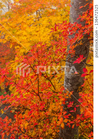 長野縣小谷村的秋天,櫂池高原紅葉,櫂池自然公園 長野縣小谷村的秋天,櫂池高原紅葉,櫂池自然公園 136472525