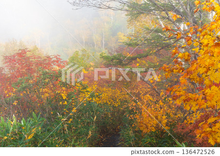 長野縣小谷村的秋天,櫂池高原紅葉,櫂池自然公園 長野縣小谷村的秋天,櫂池高原紅葉,櫂池自然公園 136472526