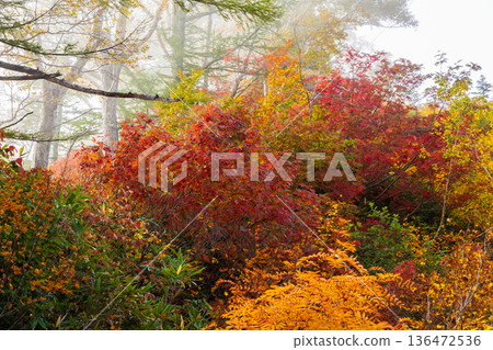 長野縣小谷村的秋天,櫂池高原紅葉,櫂池自然公園 長野縣小谷村的秋天,櫂池高原紅葉,櫂池自然公園 136472536