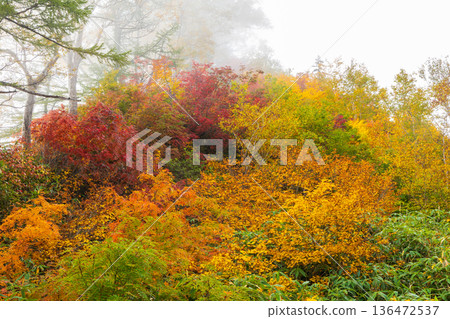 長野縣小谷村的秋天,櫂池高原紅葉,櫂池自然公園 長野縣小谷村的秋天,櫂池高原紅葉,櫂池自然公園 136472537