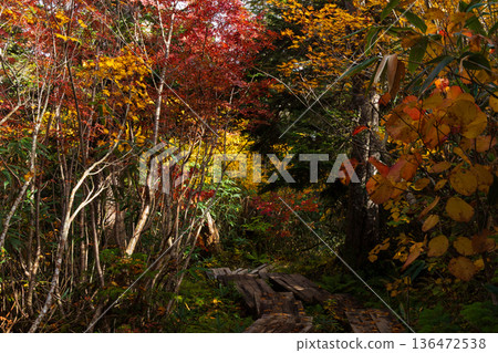 長野縣小谷村的秋天,櫂池高原紅葉,櫂池自然公園 長野縣小谷村的秋天,櫂池高原紅葉,櫂池自然公園 136472538