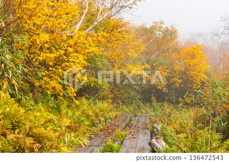 長野縣小谷村的秋天,櫂池高原紅葉,櫂池自然公園 長野縣小谷村的秋天,櫂池高原紅葉,櫂池自然公園 136472543