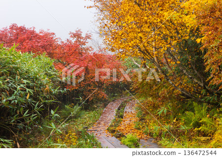 長野縣小谷村的秋天,櫂池高原紅葉,櫂池自然公園 長野縣小谷村的秋天,櫂池高原紅葉,櫂池自然公園 136472544