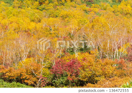 長野縣小谷村的秋天，櫂池高原紅葉，櫂池自然公園 136472555