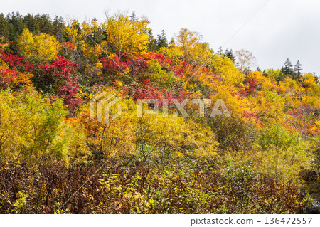 Autumn in Otari Village, Nagano Prefecture - Autumn leaves at Tsugaike Highland - Tsugaike Nature Park Autumn in Otari Village, Nagano Prefecture - Autumn leaves at Tsugaike Highland - Tsugaike Nature Park 136472557