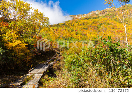長野縣小谷村的秋天，櫂池高原紅葉，櫂池自然公園 136472575