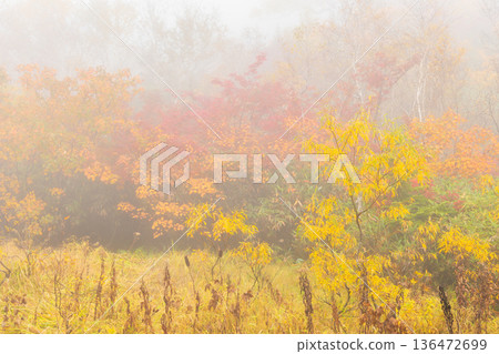 長野縣小谷村的秋天，櫂池高原紅葉，櫂池自然公園 136472699