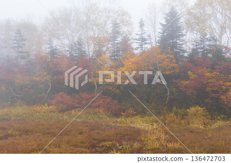 長野縣小谷村的秋天,櫂池高原紅葉,櫂池自然公園 長野縣小谷村的秋天,櫂池高原紅葉,櫂池自然公園 136472703