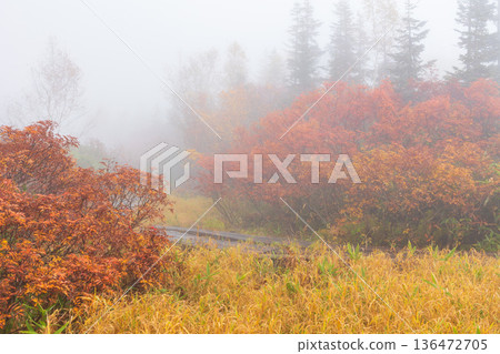 長野縣小谷村的秋天，櫂池高原紅葉，櫂池自然公園 136472705