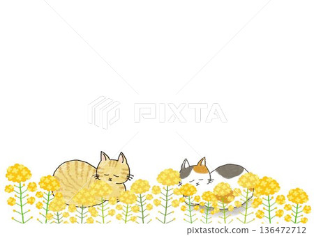 Cat and rapeseed flower frame illustration 136472712