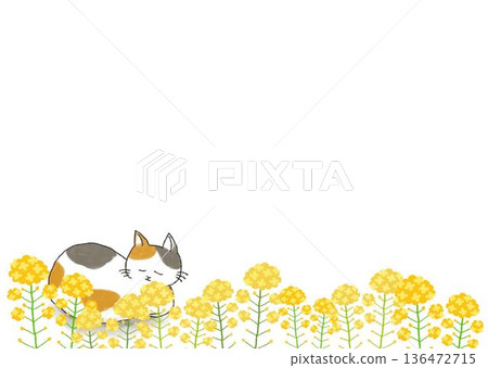 Cat and rapeseed flower frame illustration 136472715