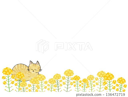 Cat and rapeseed flower frame illustration Cat and rapeseed flower frame illustration 136472719