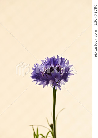 Purple cornflowers 136472790
