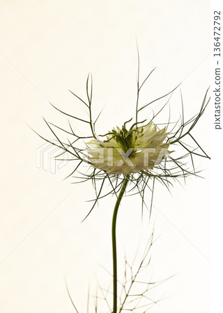 White Nigella 136472792