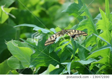 燕尾蝴蝶棲息在葉子上 136472890