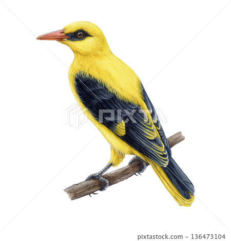 Golden oriole on the branch watercolor illustration. Hand drawn oriolus oriolus vintage style image. Eurasian golden oriole bird isolated on white background. Close up bright yellow forest songbird 136473104