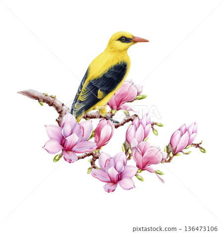 Eurasian golden oriole bird on magnolia tree branch watercolor illustration. Hand drawn oriolus oriolus vintage style image. Springtime mood blooming magnolia flowers with golden oriole bird isolated 136473106