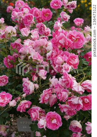 位於長野縣榊町的榊千曲川玫瑰公園，是一座坐落在千曲川岸邊，群山環繞的美麗玫瑰公園。 136473122