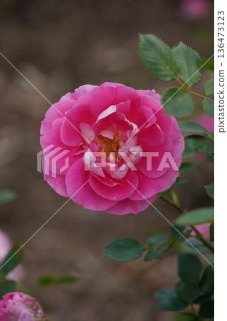 位於長野縣榊町的榊千曲川玫瑰公園，是一座坐落在千曲川岸邊，群山環繞的美麗玫瑰公園。 136473123