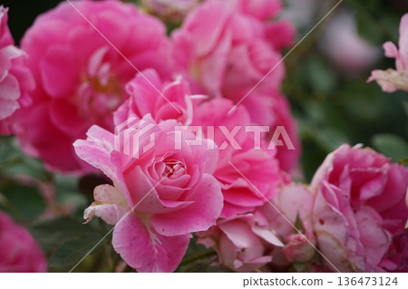 位於長野縣榊町的榊千曲川玫瑰公園，是一座坐落在千曲川岸邊，群山環繞的美麗玫瑰公園。 136473124