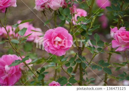 位於長野縣榊町的榊千曲川玫瑰公園，是一座坐落在千曲川岸邊，群山環繞的美麗玫瑰公園。 136473125
