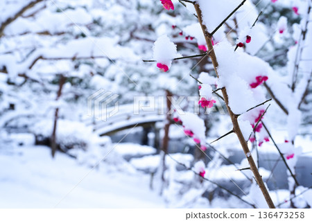 Snow-covered Japanese garden and plum blossoms Snow-covered Japanese garden and plum blossoms 136473258