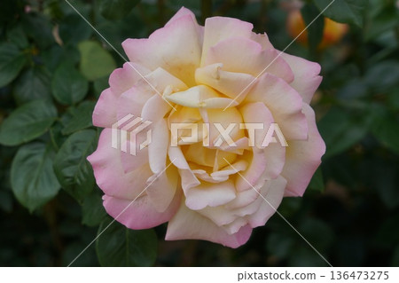 Sakaki Chikuma River Rose Park in Sakaki Town, Nagano Prefecture, is a beautiful rose park located on the banks of the Chikuma River, surrounded by mountains. 136473275