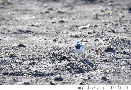 White Wagtail (front) White Wagtail (front) 136473304