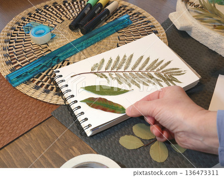 Anonymous person glues plant leaf into album. Collection of dried and pressed leaves and flowers in album, herbarium. Crafts and hobbies. Exotic plants of the Mediterranean. Anonymous person glues plant leaf into album. Collection of dried and pressed leaves and flowers in album, herbarium. Crafts and hobbies. Exotic plants of the Mediterranean. 136473311