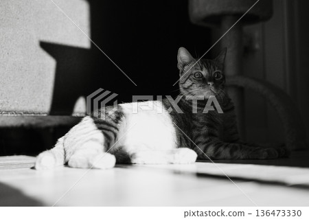 Relaxed Tabby Cat Lying in Sunlight Indoors Relaxed Tabby Cat Lying in Sunlight Indoors 136473330