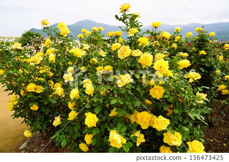 Sakaki Chikuma River Rose Park in Sakaki Town, Nagano Prefecture, is a beautiful rose park located on the banks of the Chikuma River, surrounded by mountains. 136473425